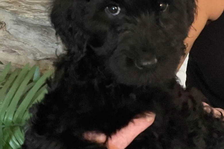 Labradoodle
