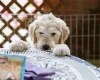 Labradoodle