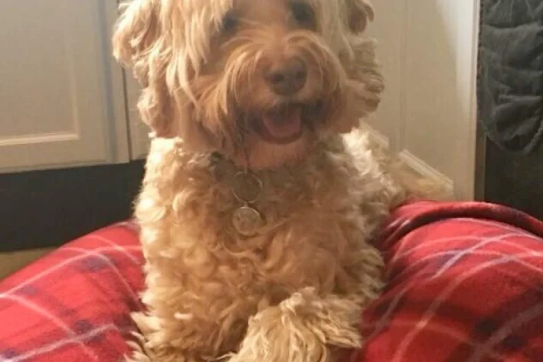 Labradoodle