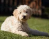 Labradoodle