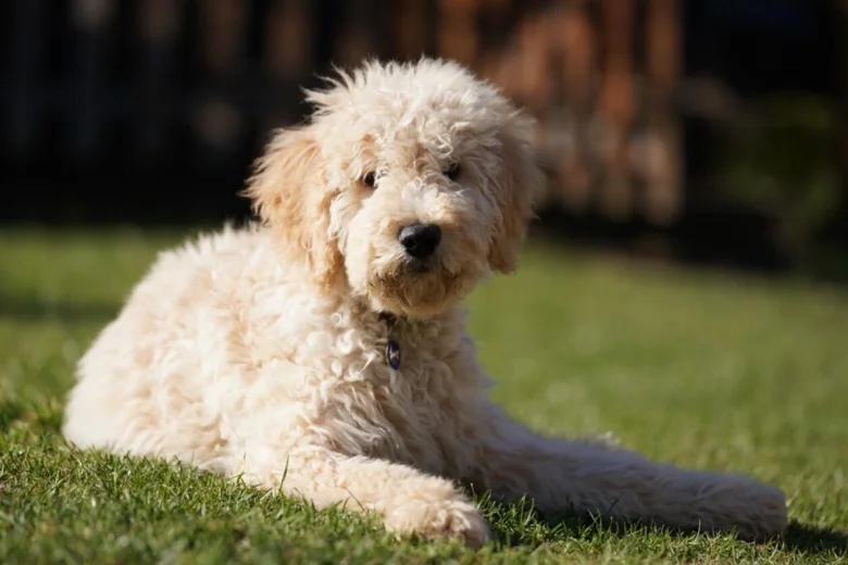 Labradoodle