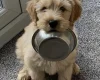 Labradoodle