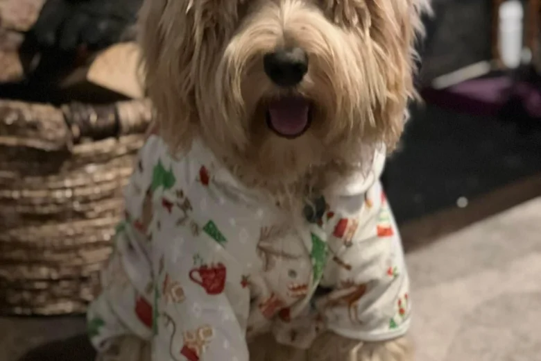Labradoodle