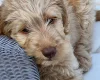 Labradoodle