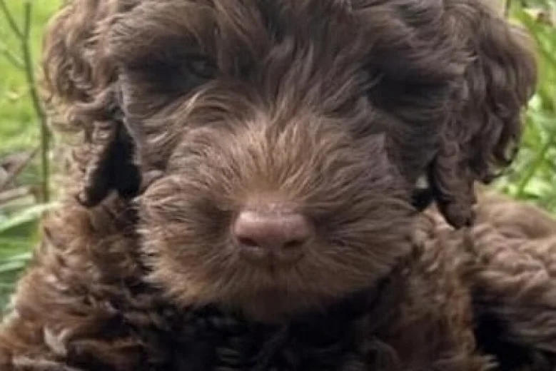 Labradoodle