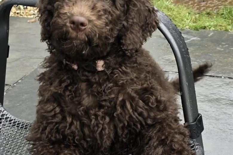 Labradoodle