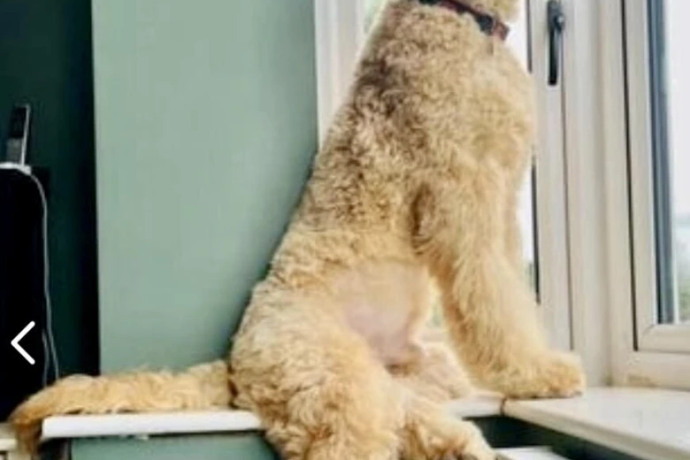 Labradoodle