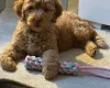 Labradoodle