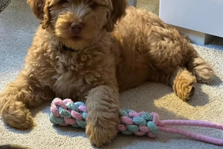 Labradoodle