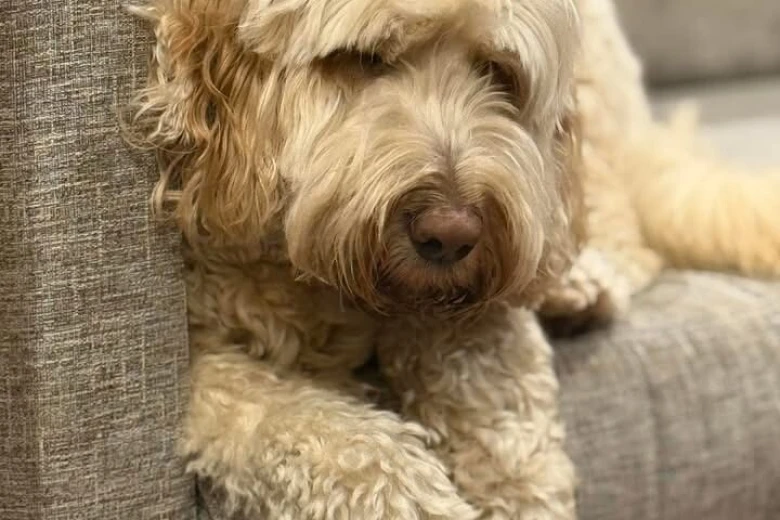 Labradoodle