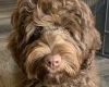 Labradoodle