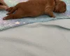 Labradoodle