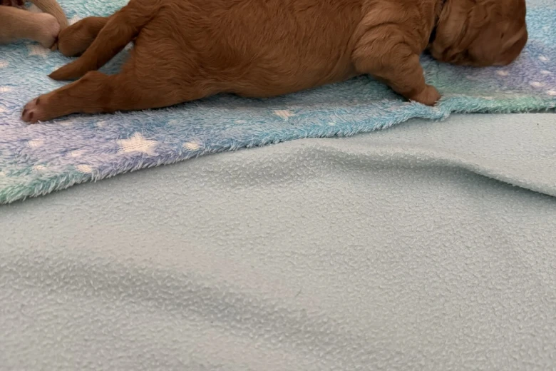 Labradoodle