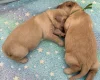 Labradoodle