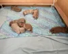 Labradoodle