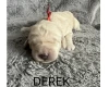 Labradoodle