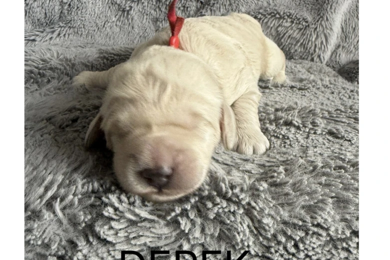 Labradoodle