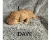 Labradoodle