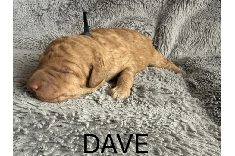 Labradoodle