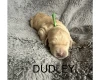 Labradoodle