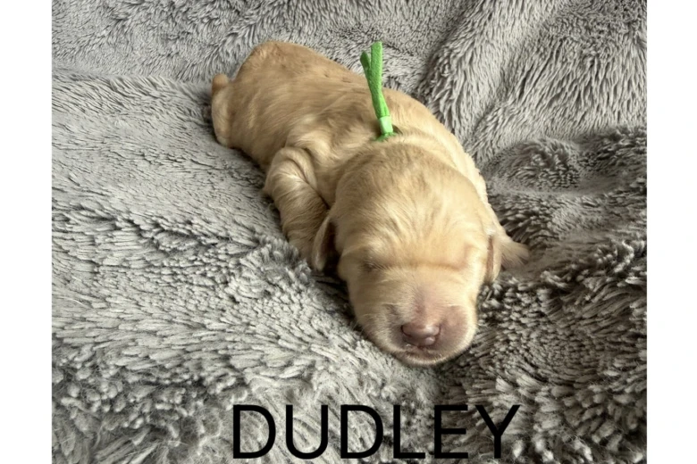 Labradoodle