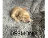 Labradoodle