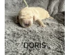 Labradoodle