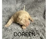 Labradoodle