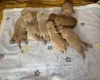 Labradoodle