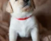 Labradoodle