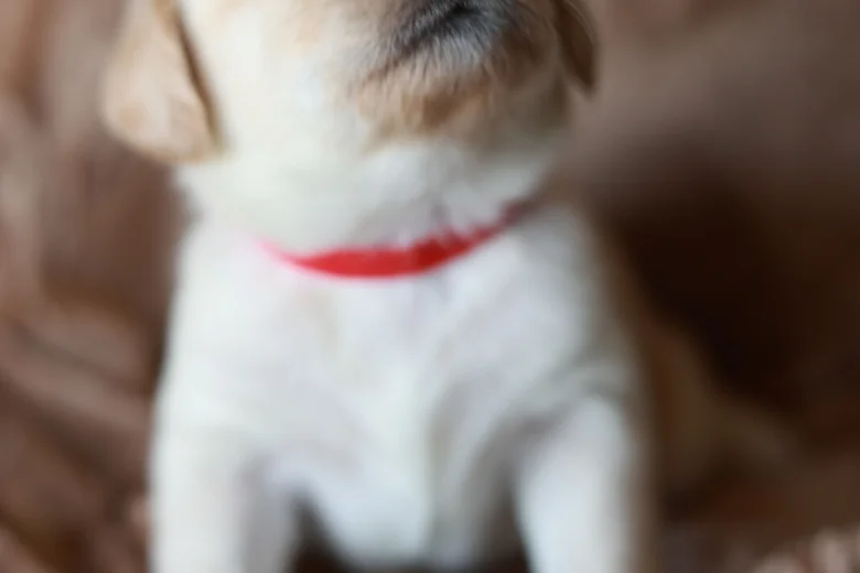 Labradoodle