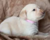 Labradoodle