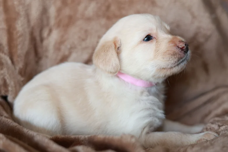 Labradoodle