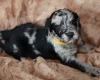 Labradoodle