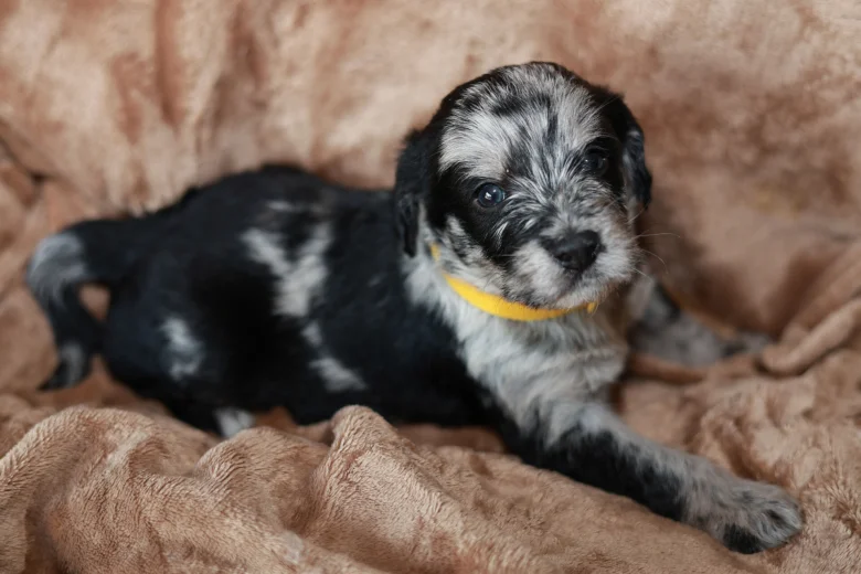 Labradoodle