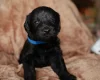 Labradoodle