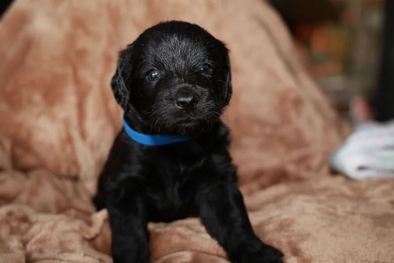 Labradoodle