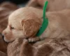 Labradoodle