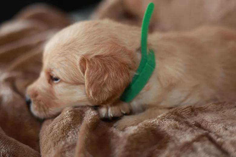 Labradoodle