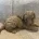 Labradoodle