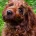Labradoodle