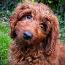 Labradoodle