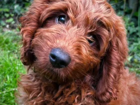 Labradoodle