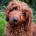 Labradoodle