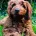 Labradoodle