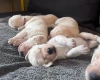 Labradoodle