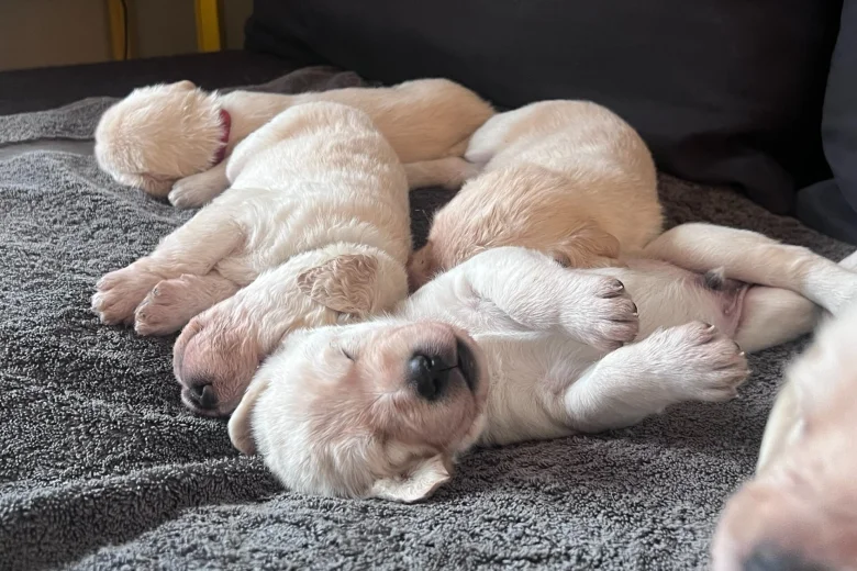 Labradoodle