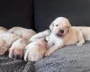 Labradoodle