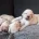 Labradoodle
