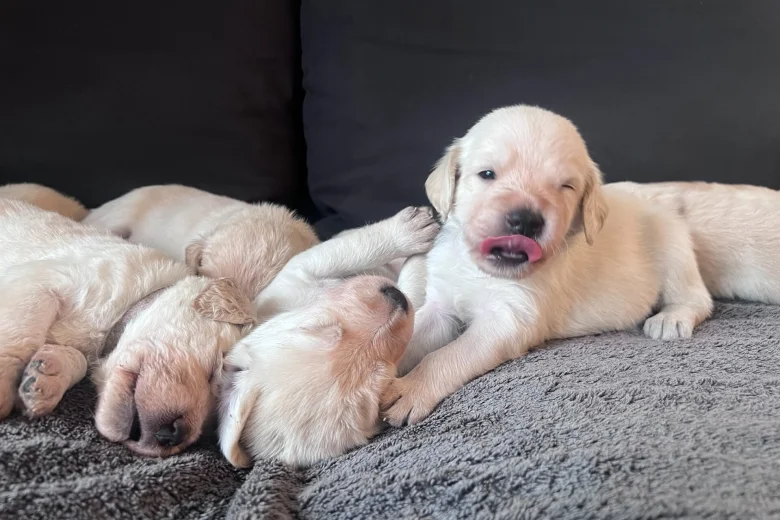 Labradoodle